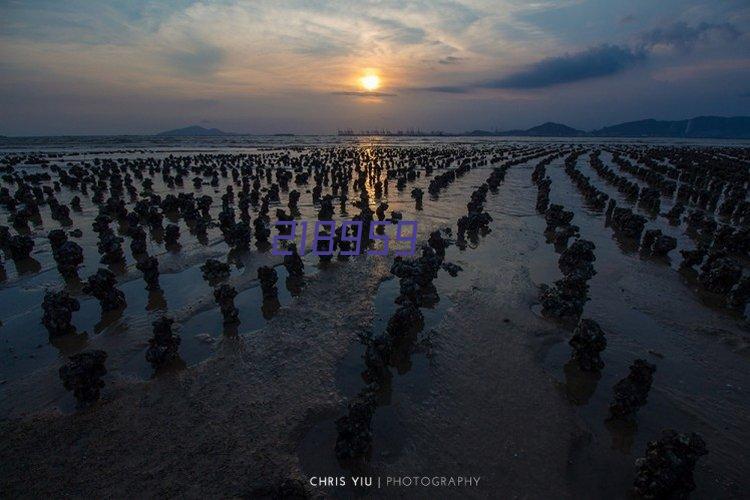 陈新泰牙刷 成人软毛植物文照竹炭丝抑菌护龈防滑牙刷十二支装